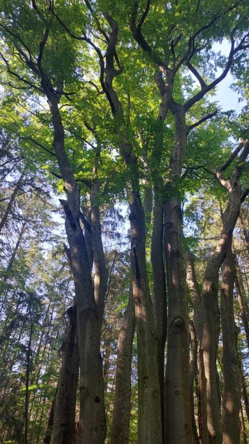 Apartament Dom w Trawach Smoldzinski Las Zewnętrze zdjęcie
